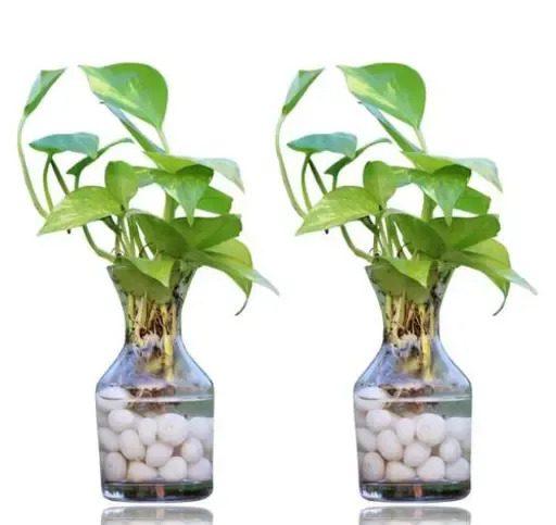 Money Plants- Pack Of 2